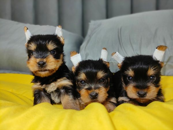 Chiots Yorkshire Terrier à adopter