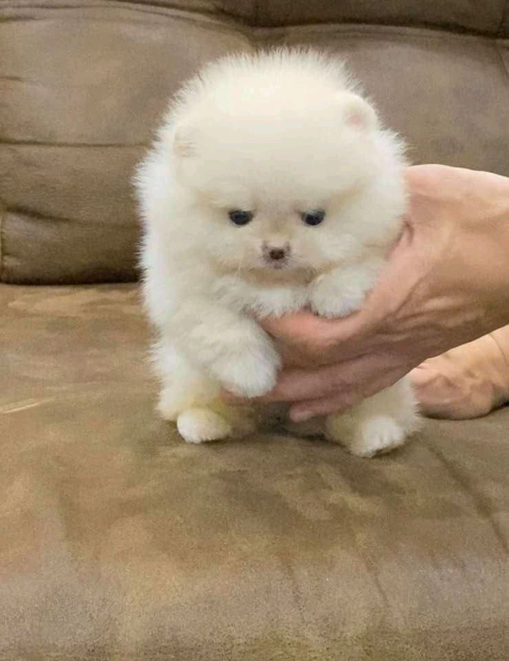 Spitz à vendre