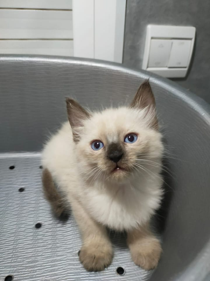 Chatons Ragdoll à la recherche d'une famille aimante et sérieuse.