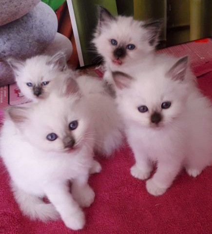 Chaton de birmanie