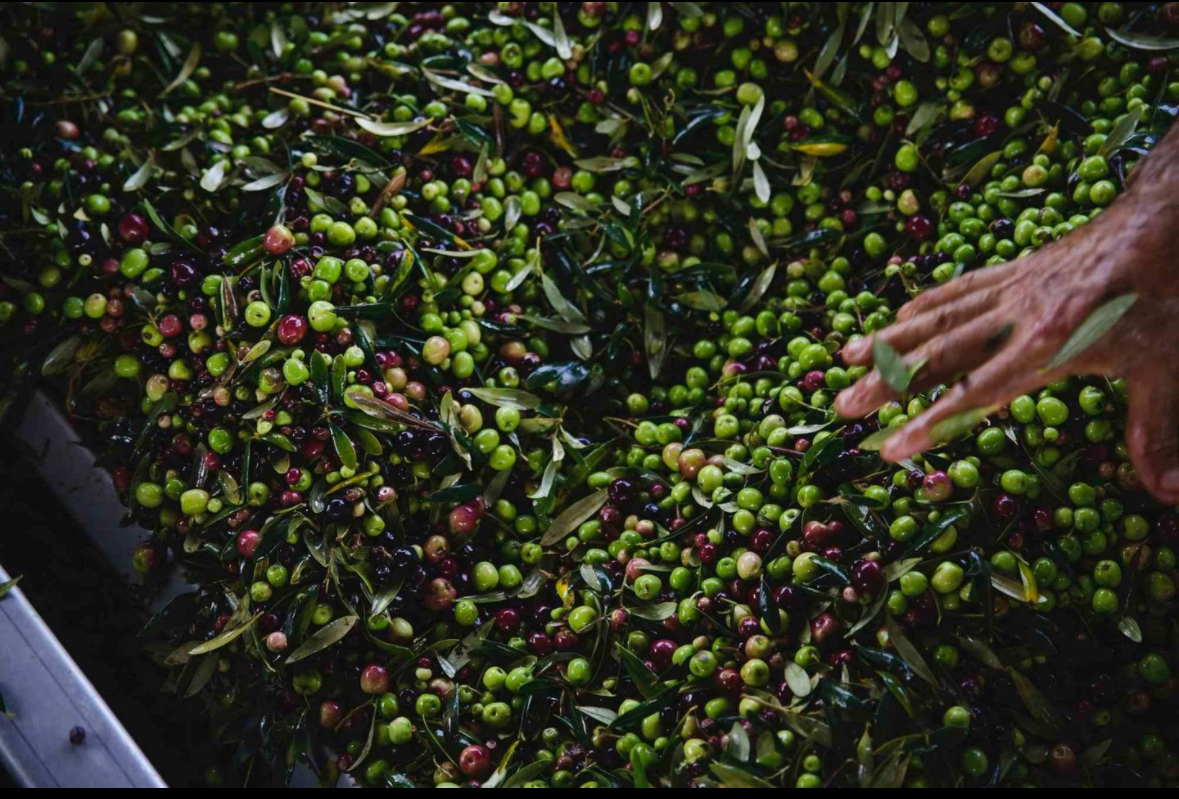 Huile d’olive du Portugal - Miniature 4