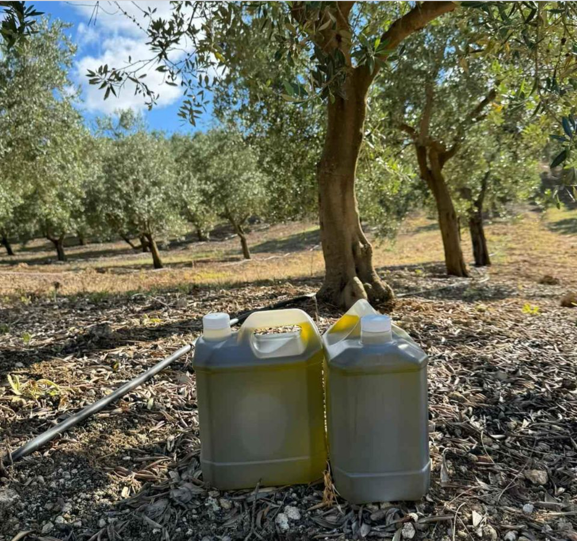 Huile d’olive du Portugal - Miniature 14