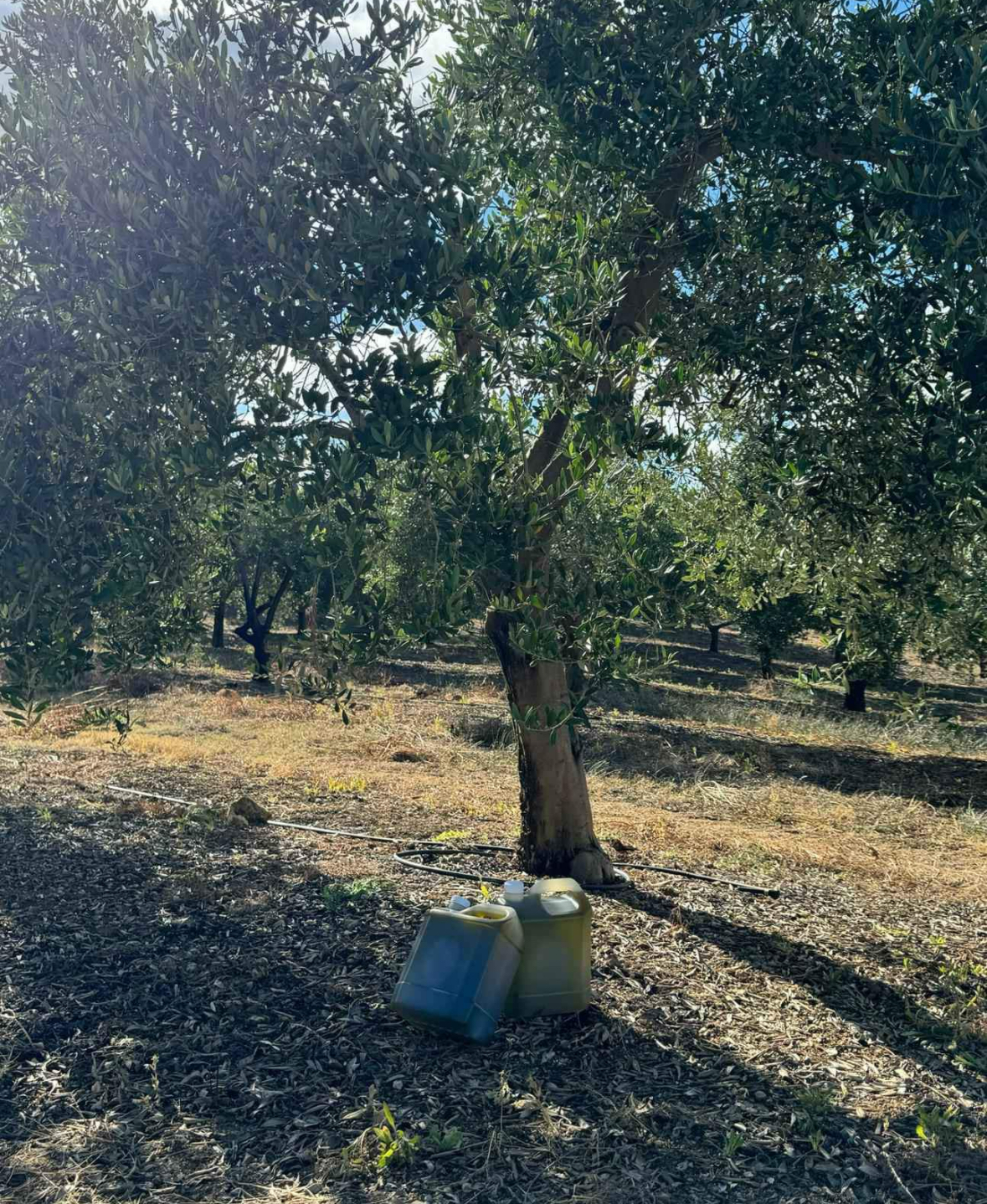 Huile d’olive du Portugal - Miniature 3