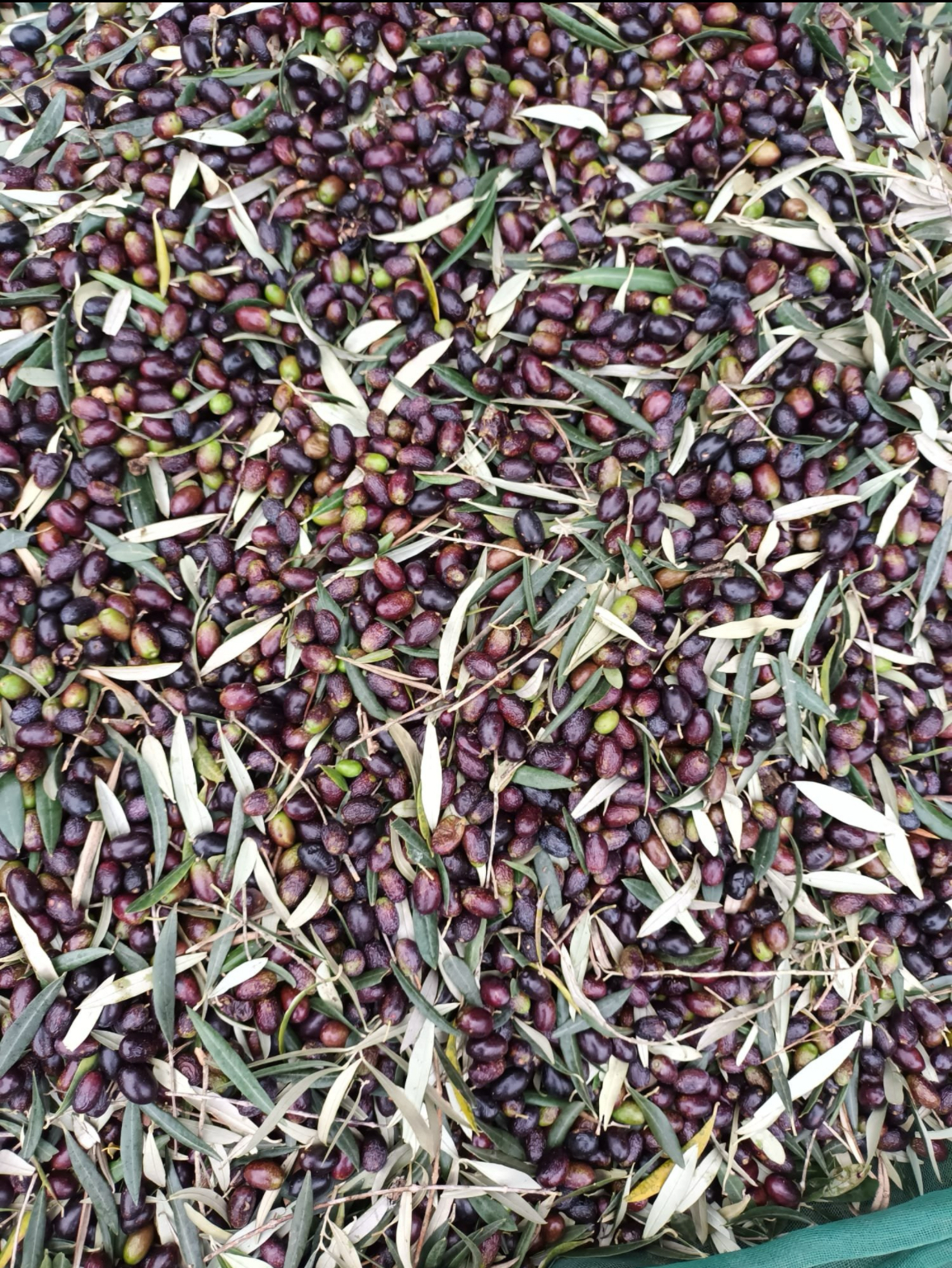 Huile d’olive du Portugal - Miniature 23