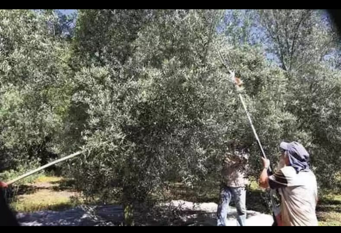 Huile d’olive du Portugal - Miniature 8
