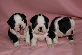 Adorables Chiots boston terrier lof