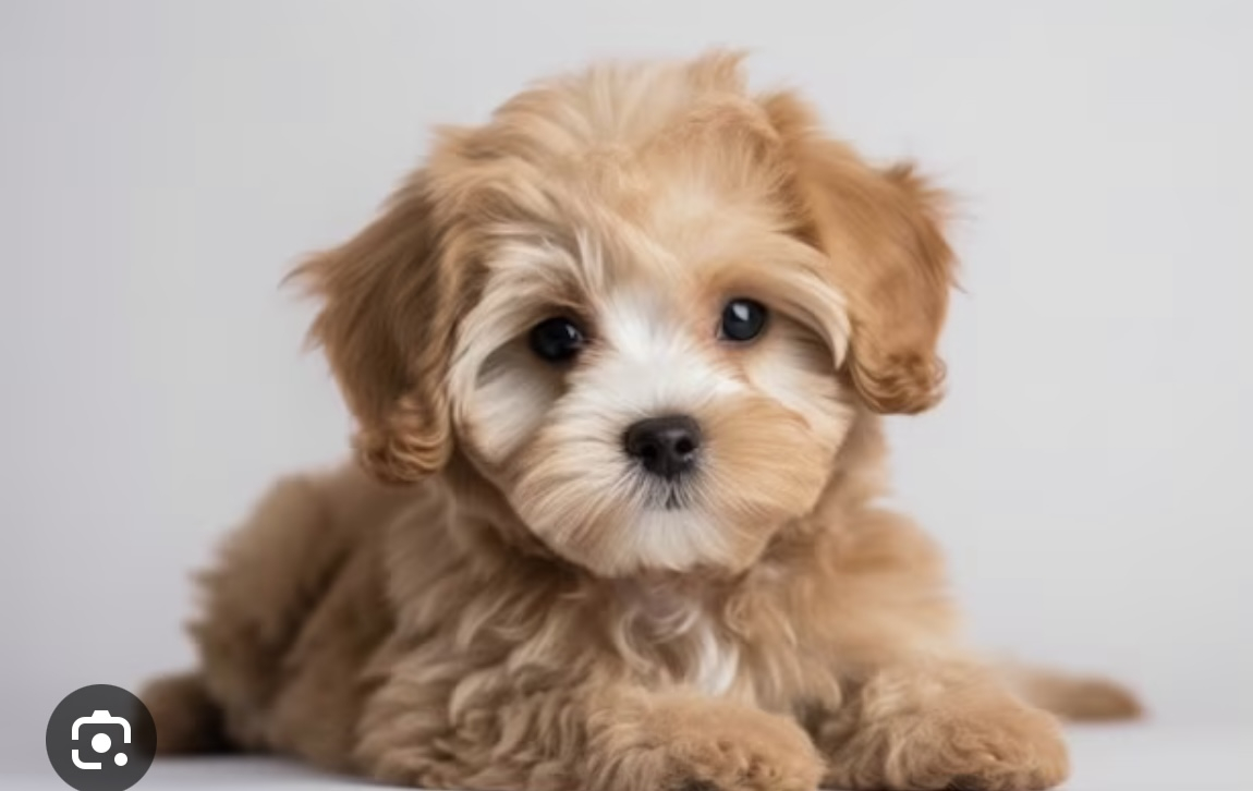 Recherche chiot Matipoo