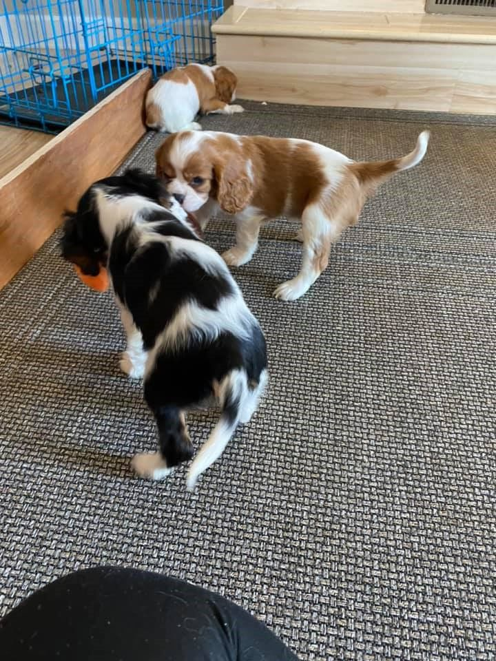 Petits chiots cavaliers king charles sont à réserver.
