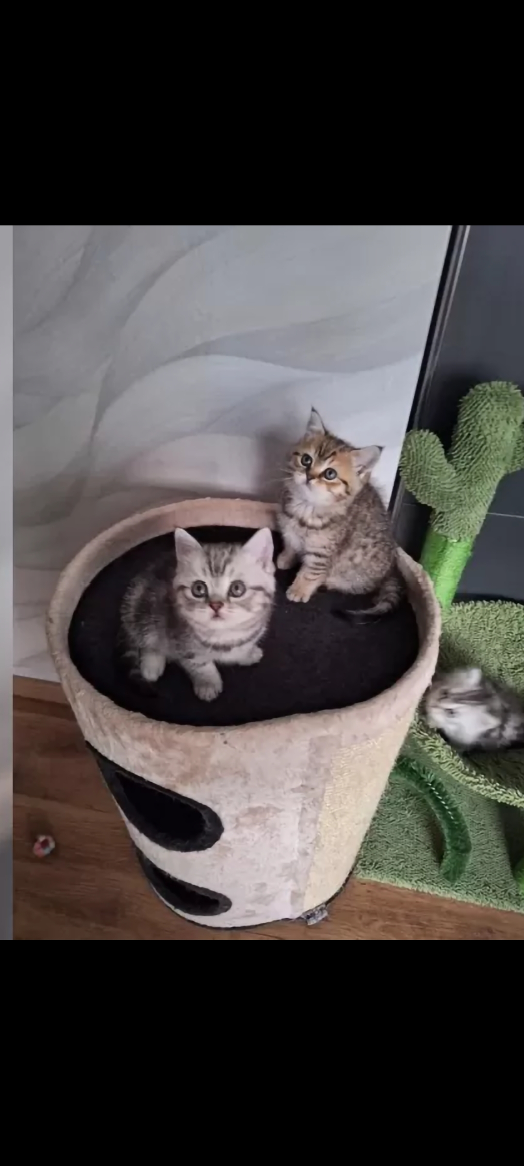 Chatons à adopter sevrés et propre