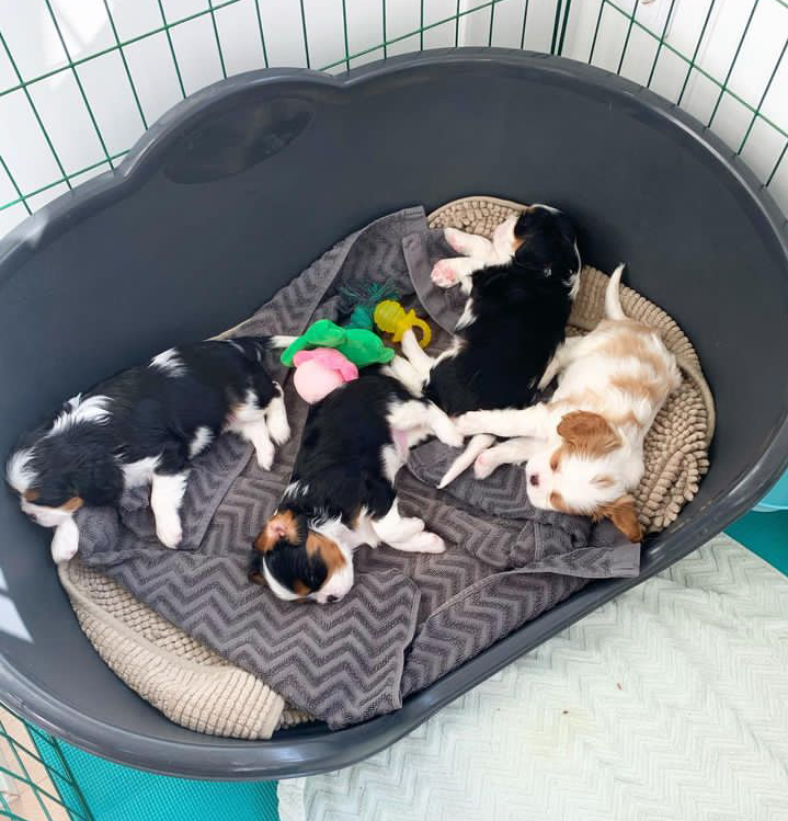 Chiots Cavaliers King Charles
