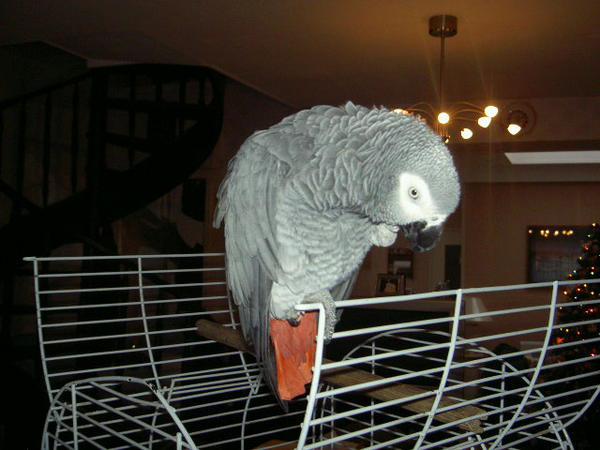 Magnifique perroquet femelle  gris du Gabon