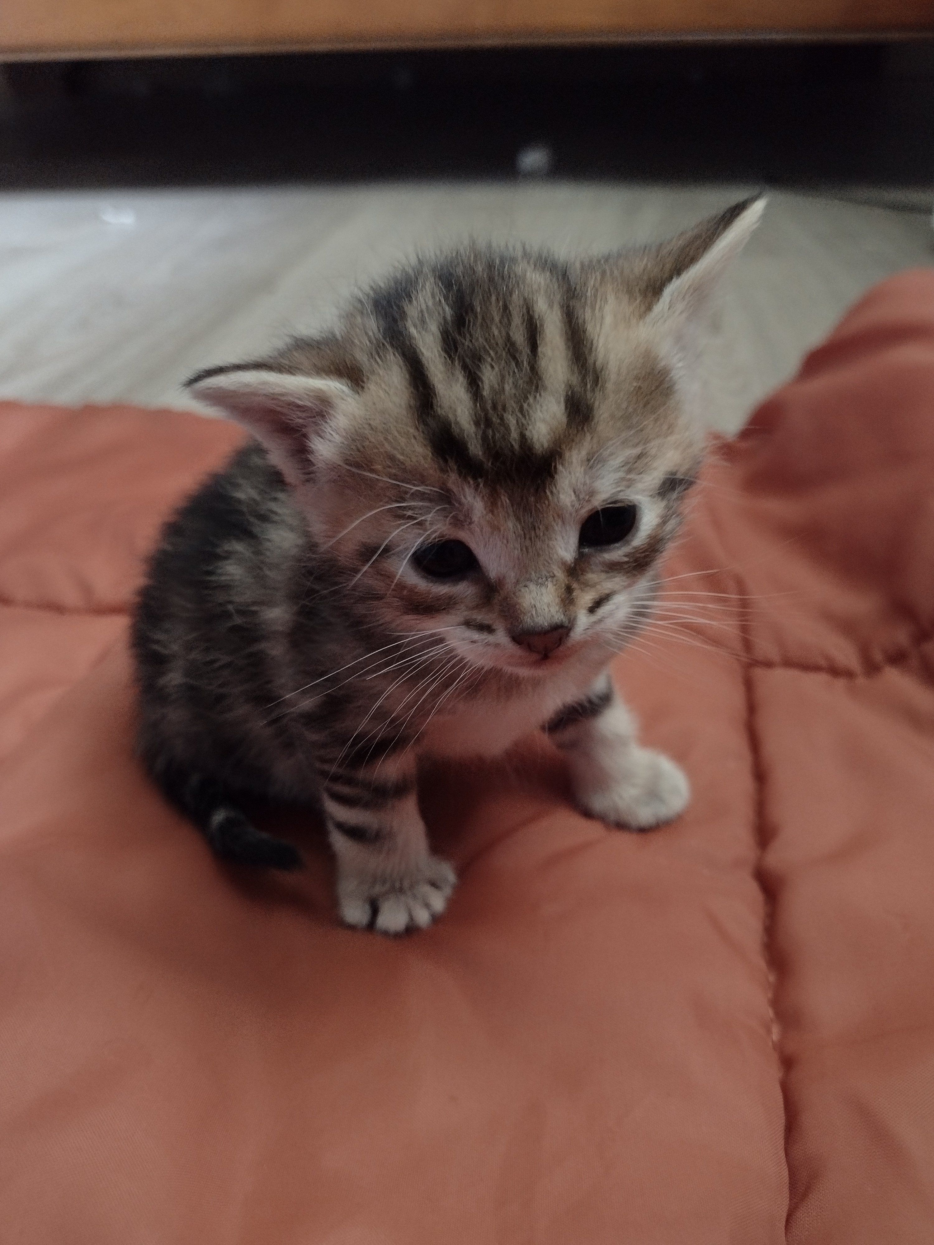 Chatons à donner