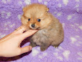 A donner jolie chiot spitz allemand femelle 