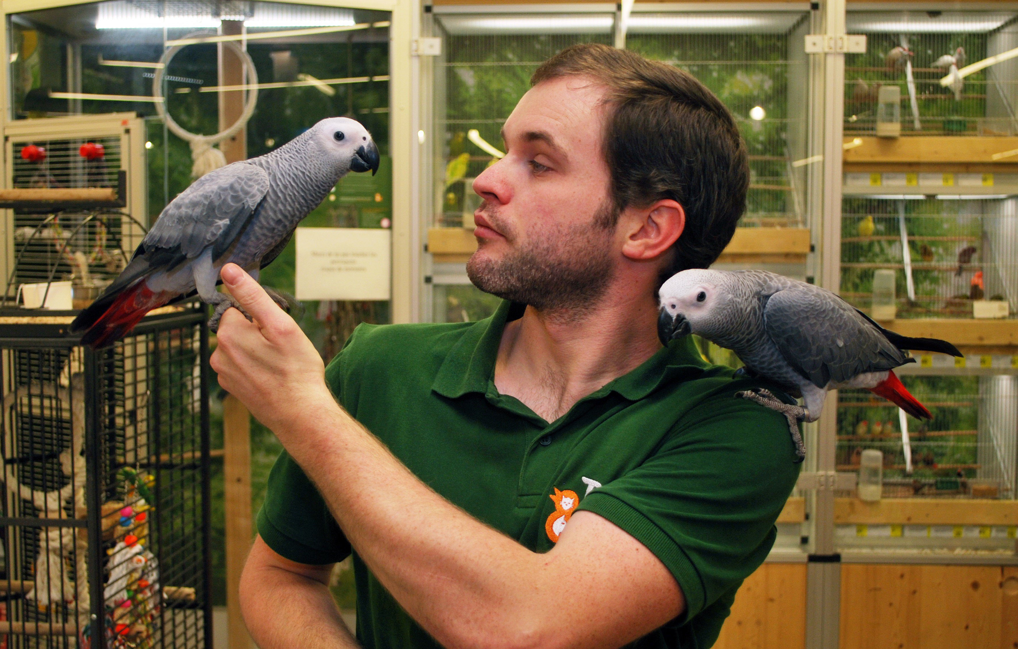 Couple de perroquet gris du Gabon