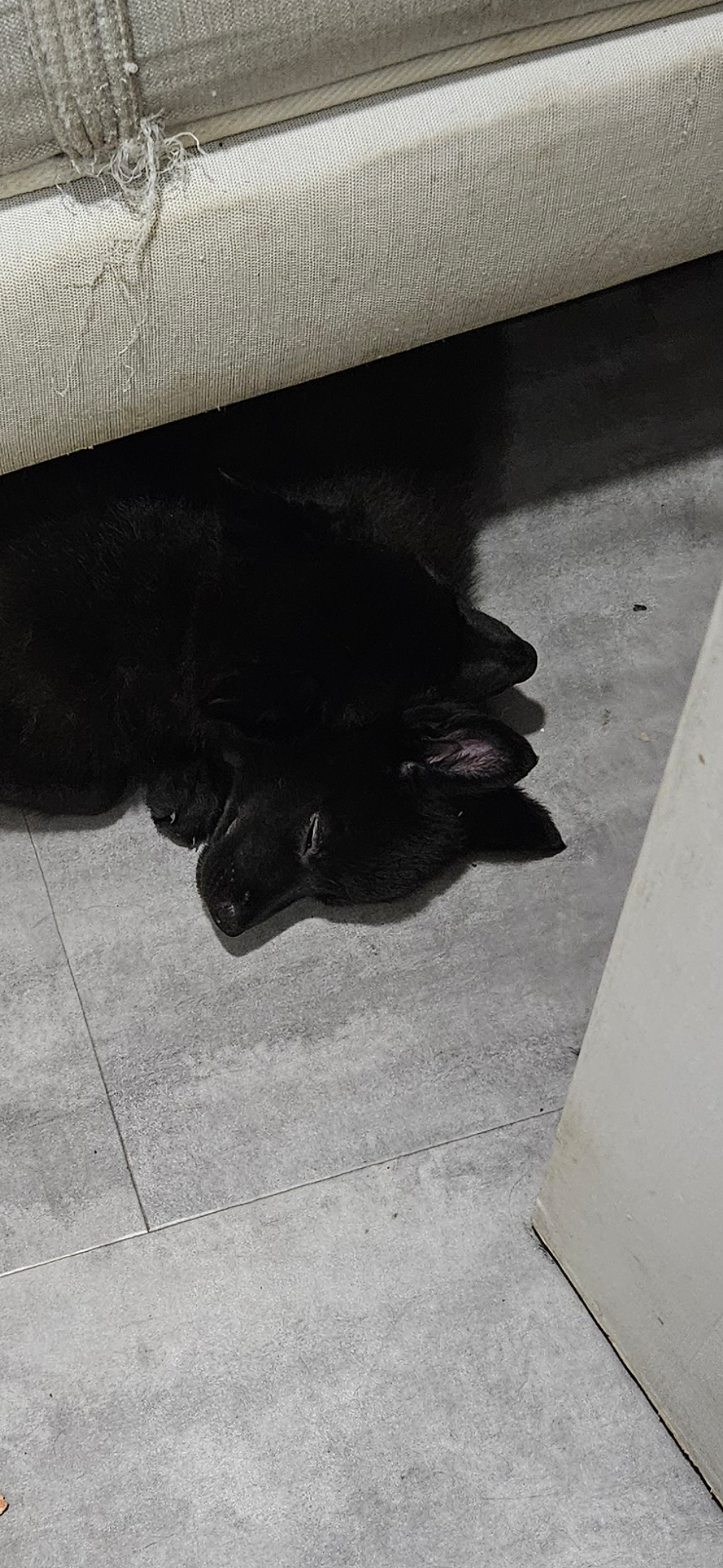 chiot chien loup x border collie - Miniature 13