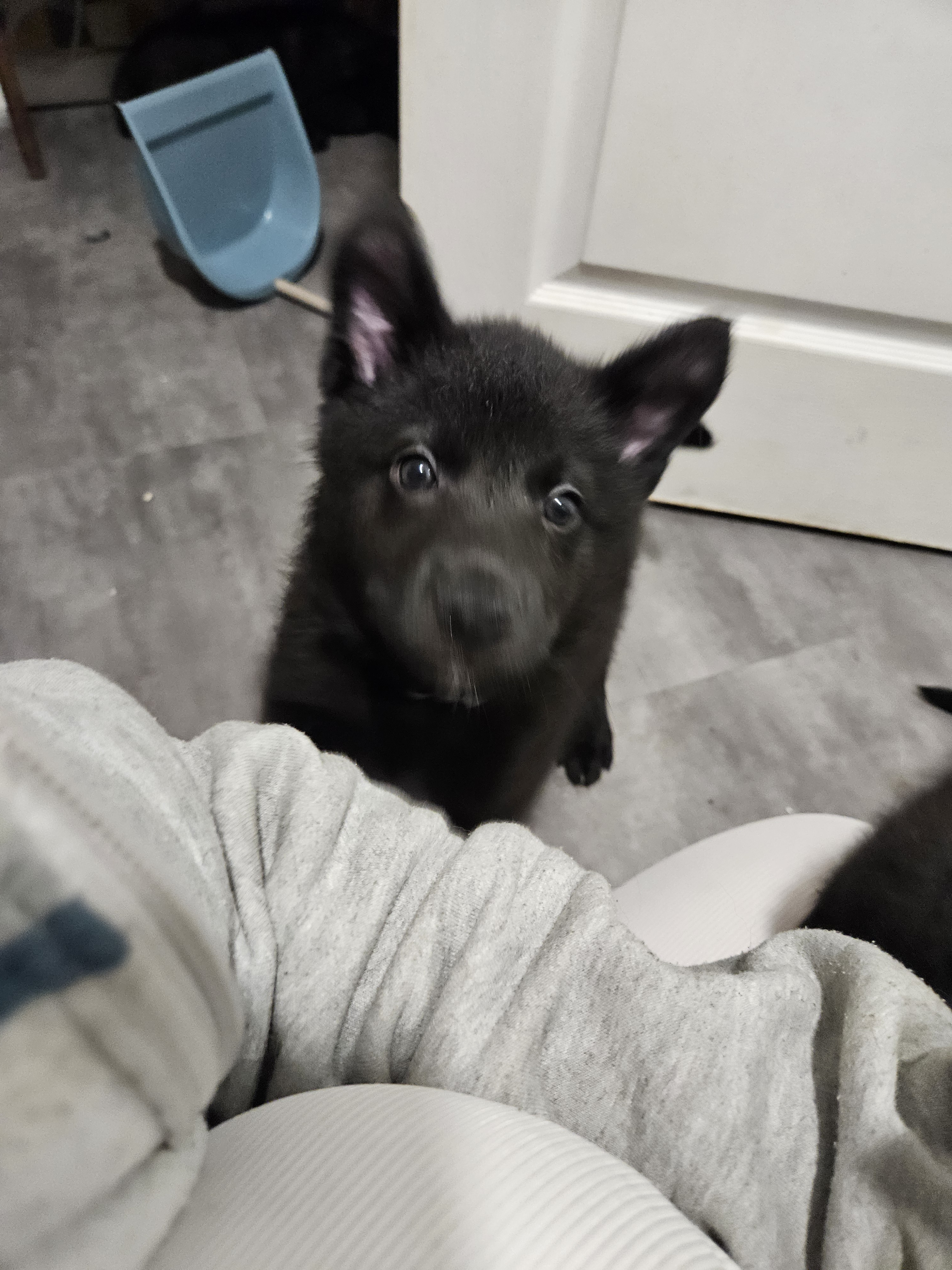 chiot chien loup x border collie - Miniature 2