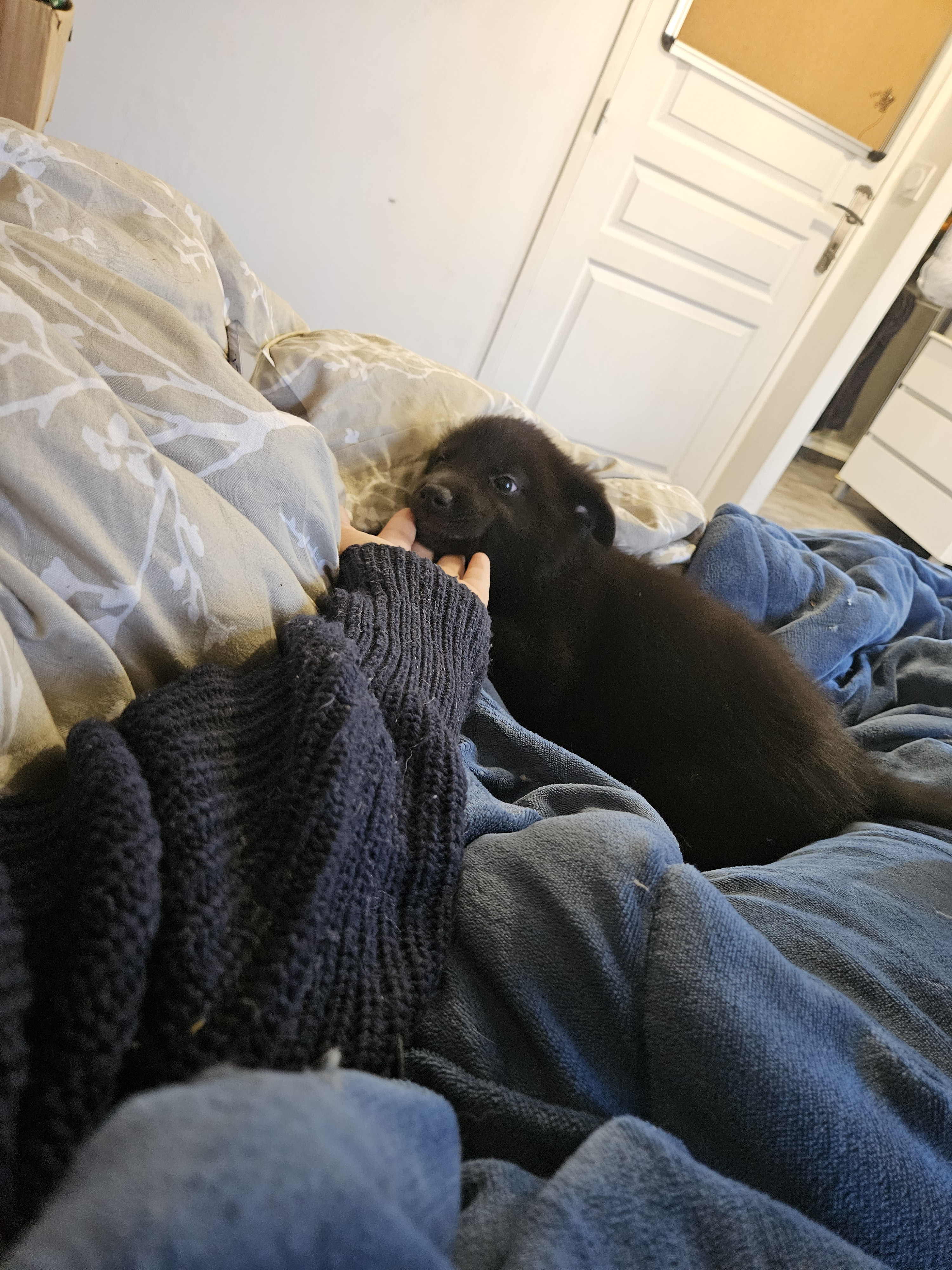 chiot chien loup x border collie - Miniature 14