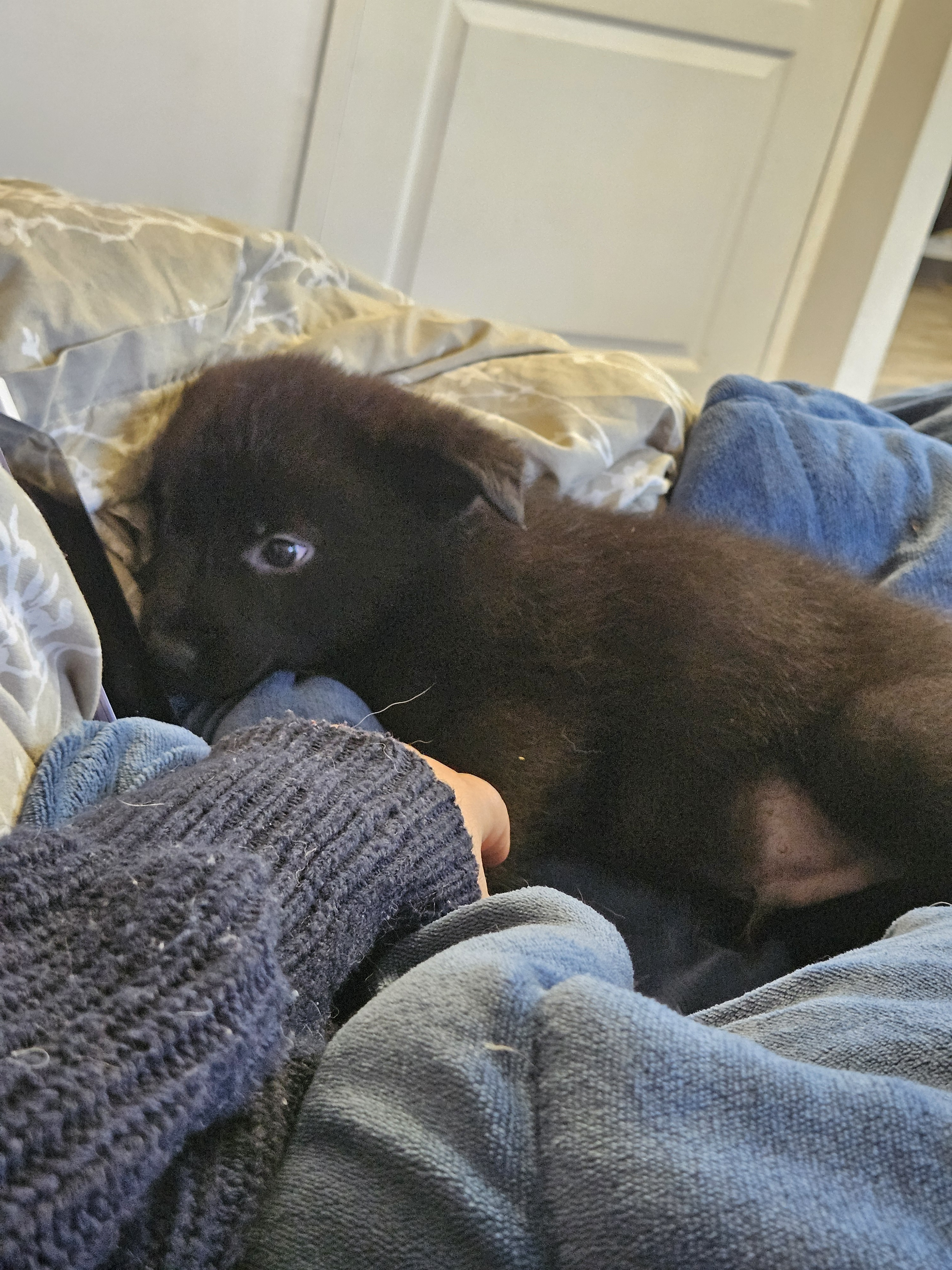 chiot chien loup x border collie - Miniature 5