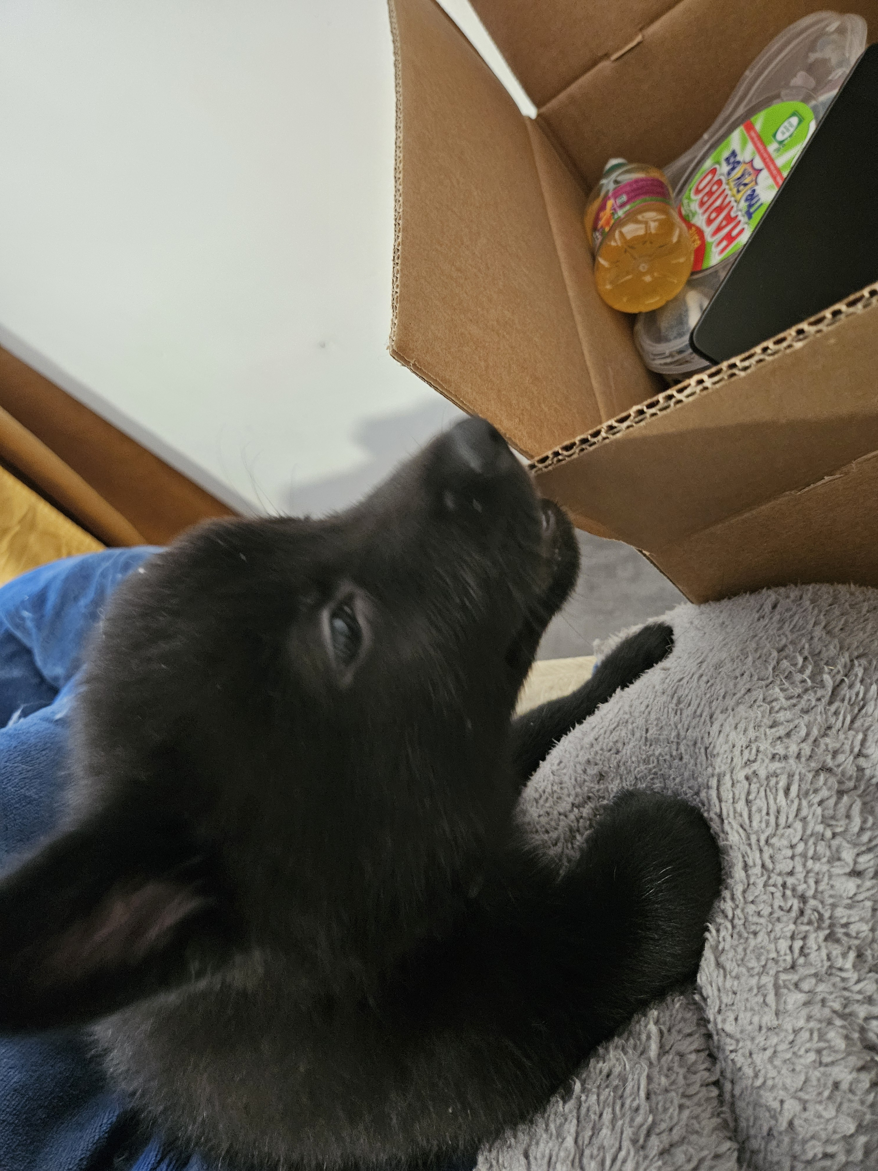 chiot chien loup x border collie - Miniature 12
