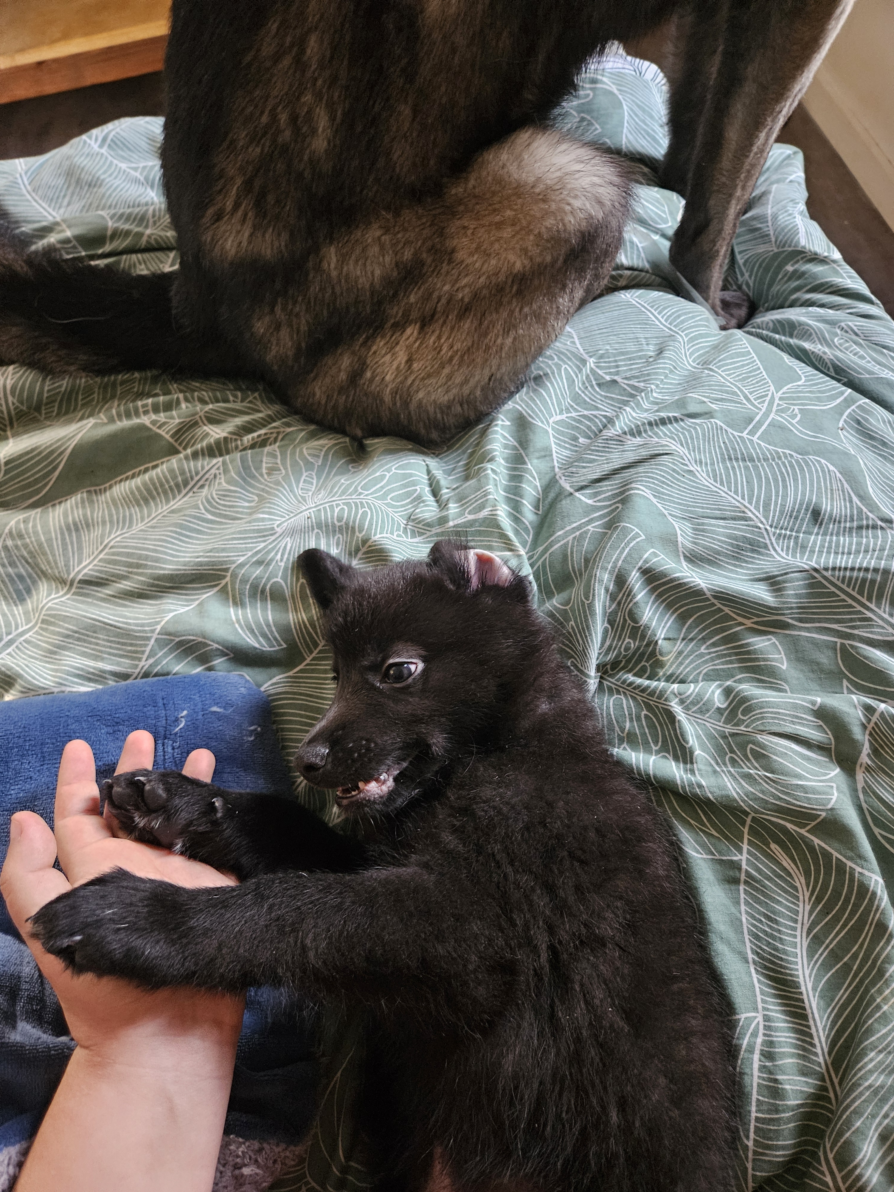 chiot chien loup x border collie - Miniature 3
