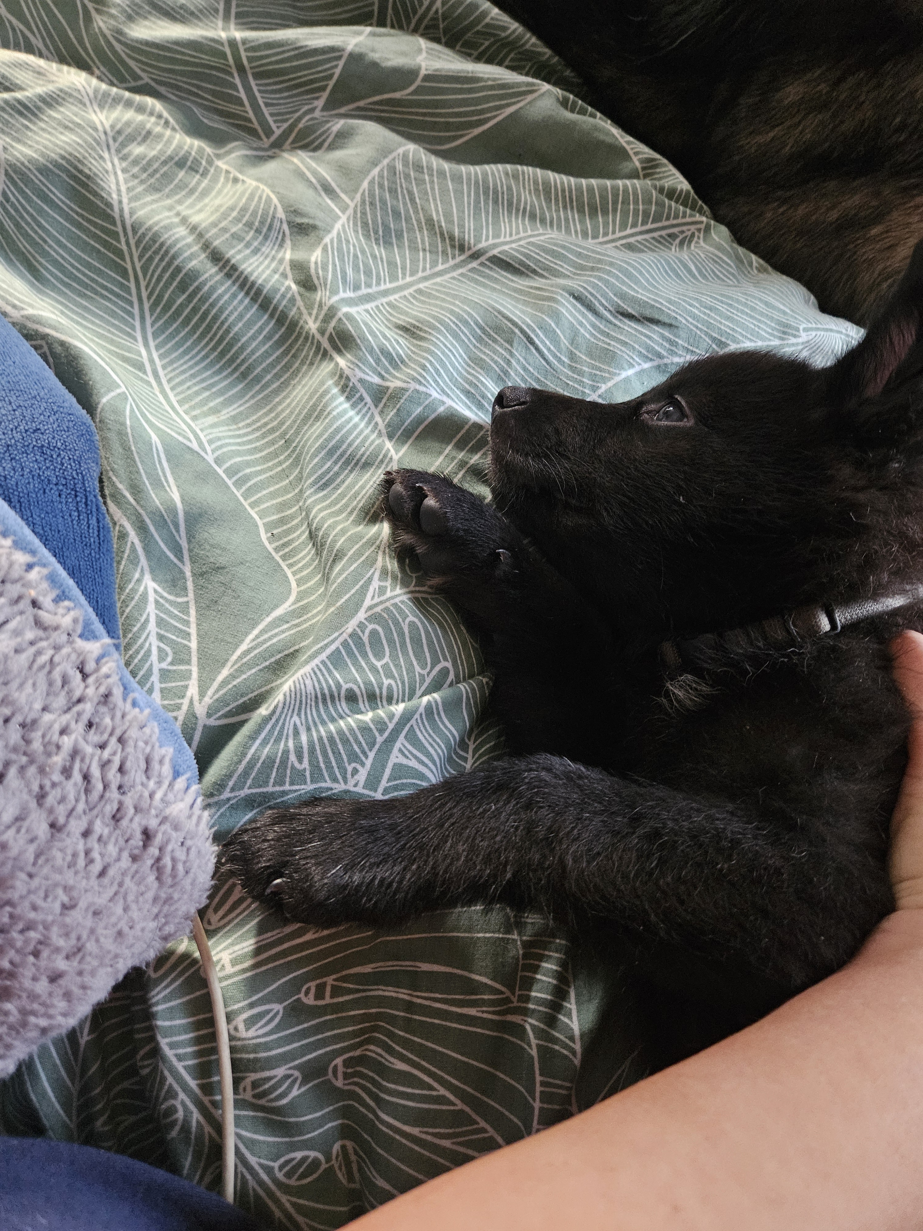 chiot chien loup x border collie - Miniature 4