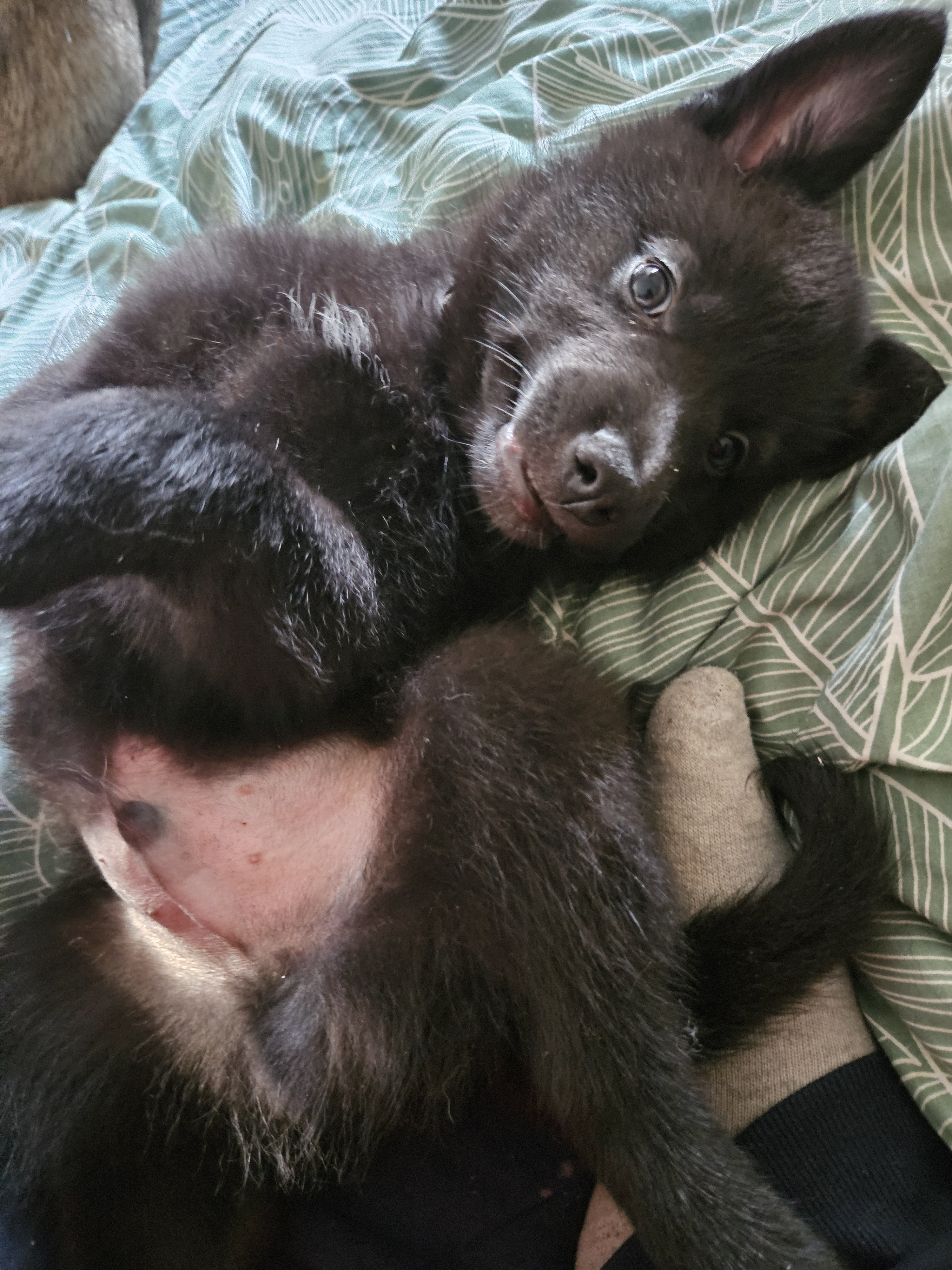 chiot chien loup x border collie - Miniature 15