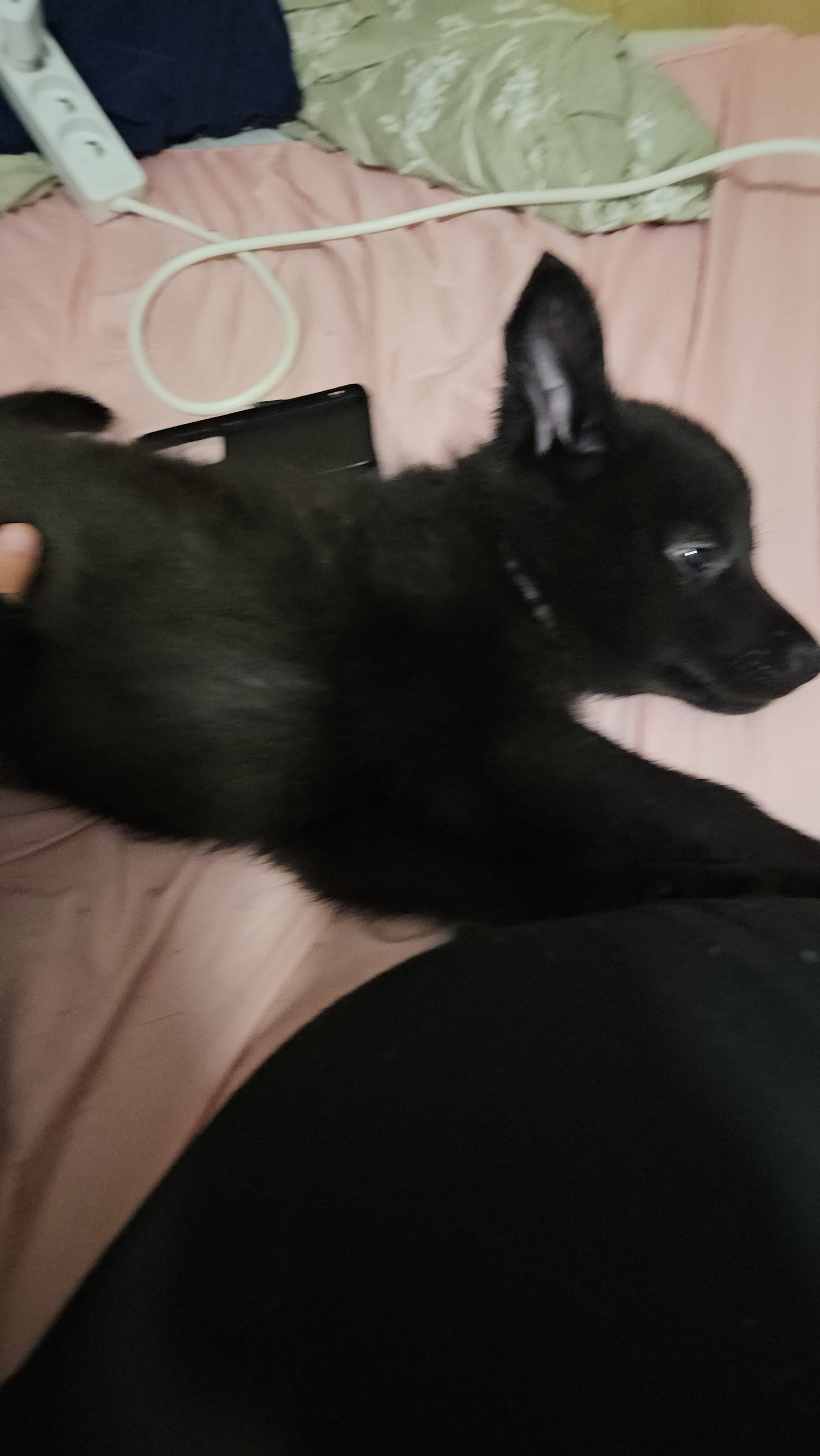 chiot chien loup x border collie - Miniature 9