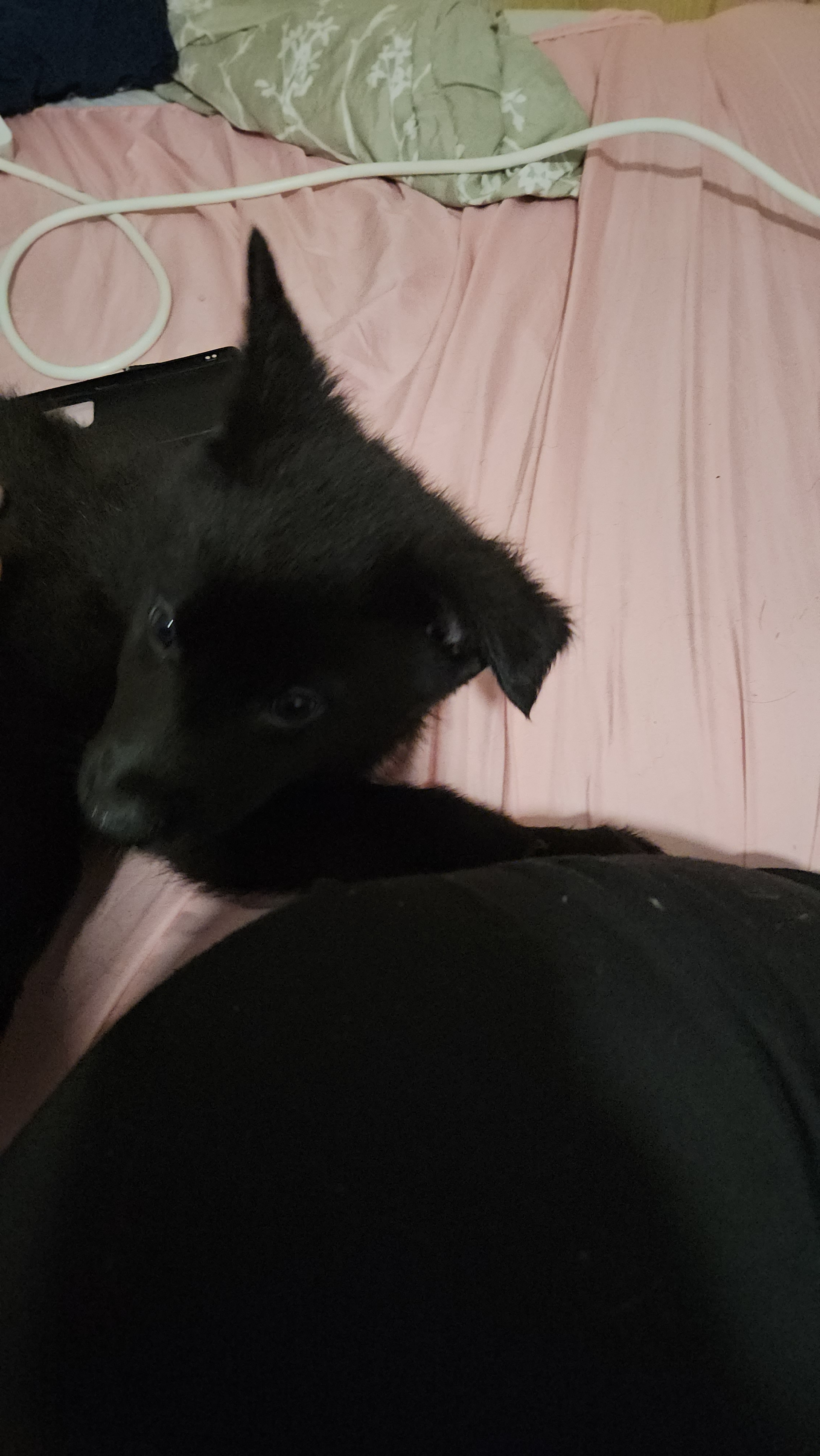 chiot chien loup x border collie - Miniature 8