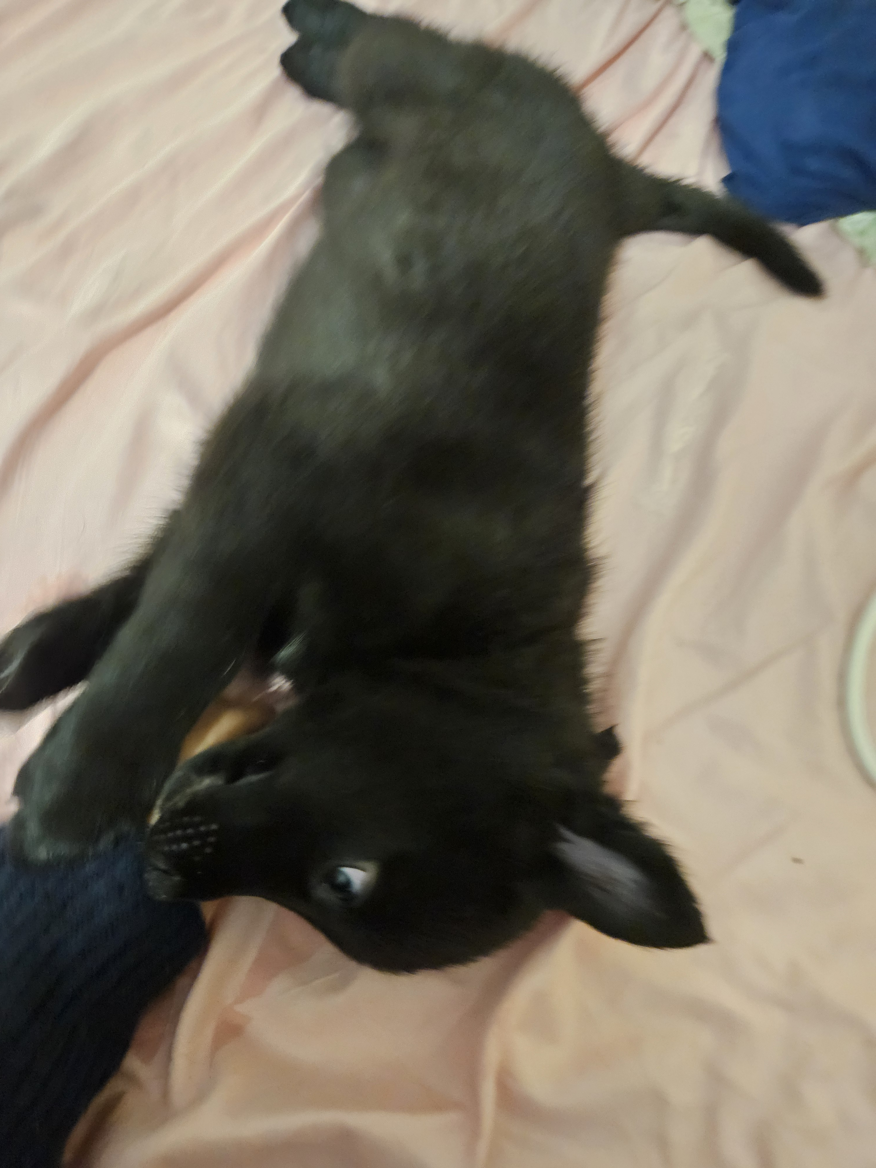 chiot chien loup x border collie - Miniature 6
