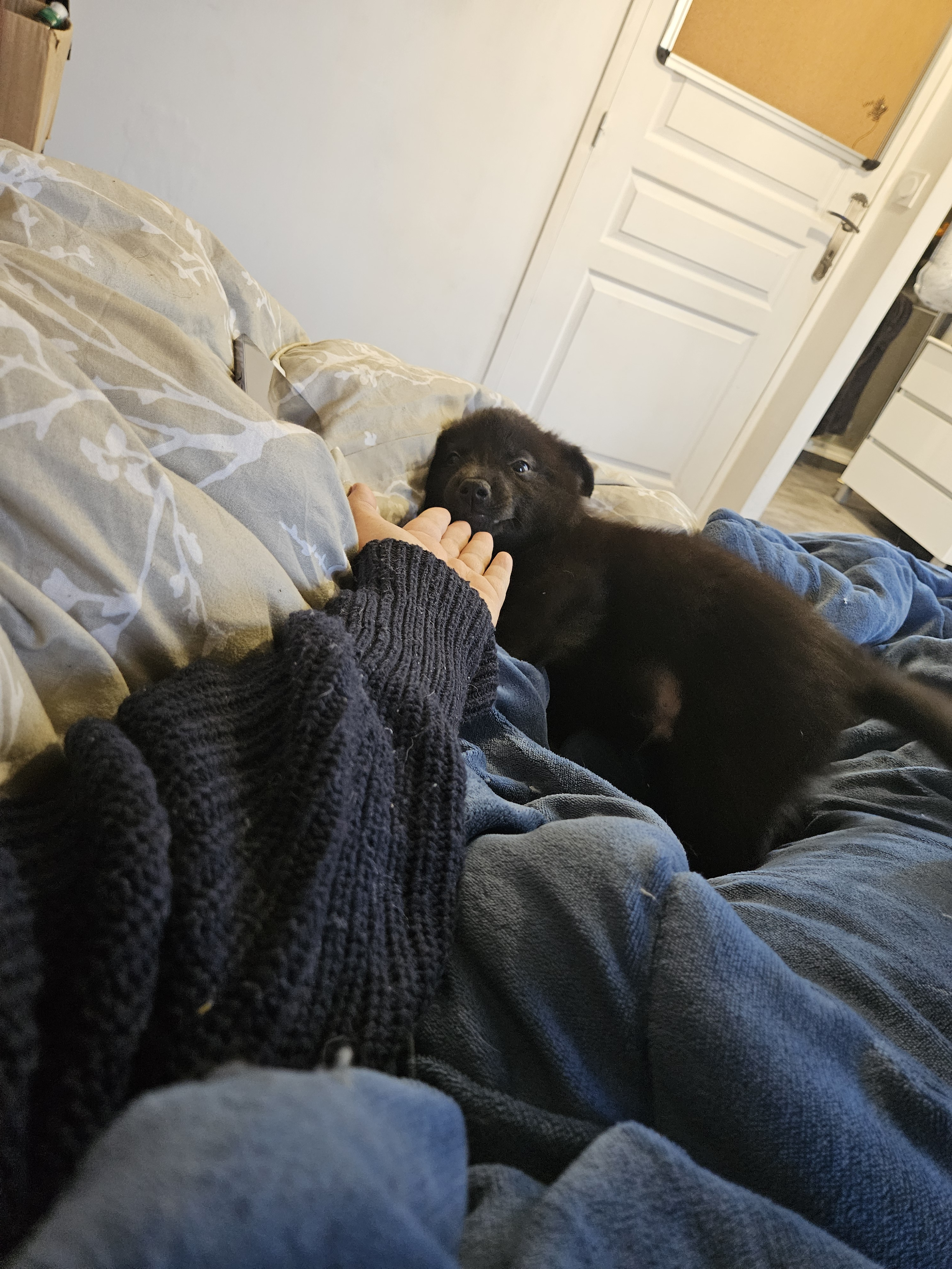 chiot chien loup x border collie - Miniature 17