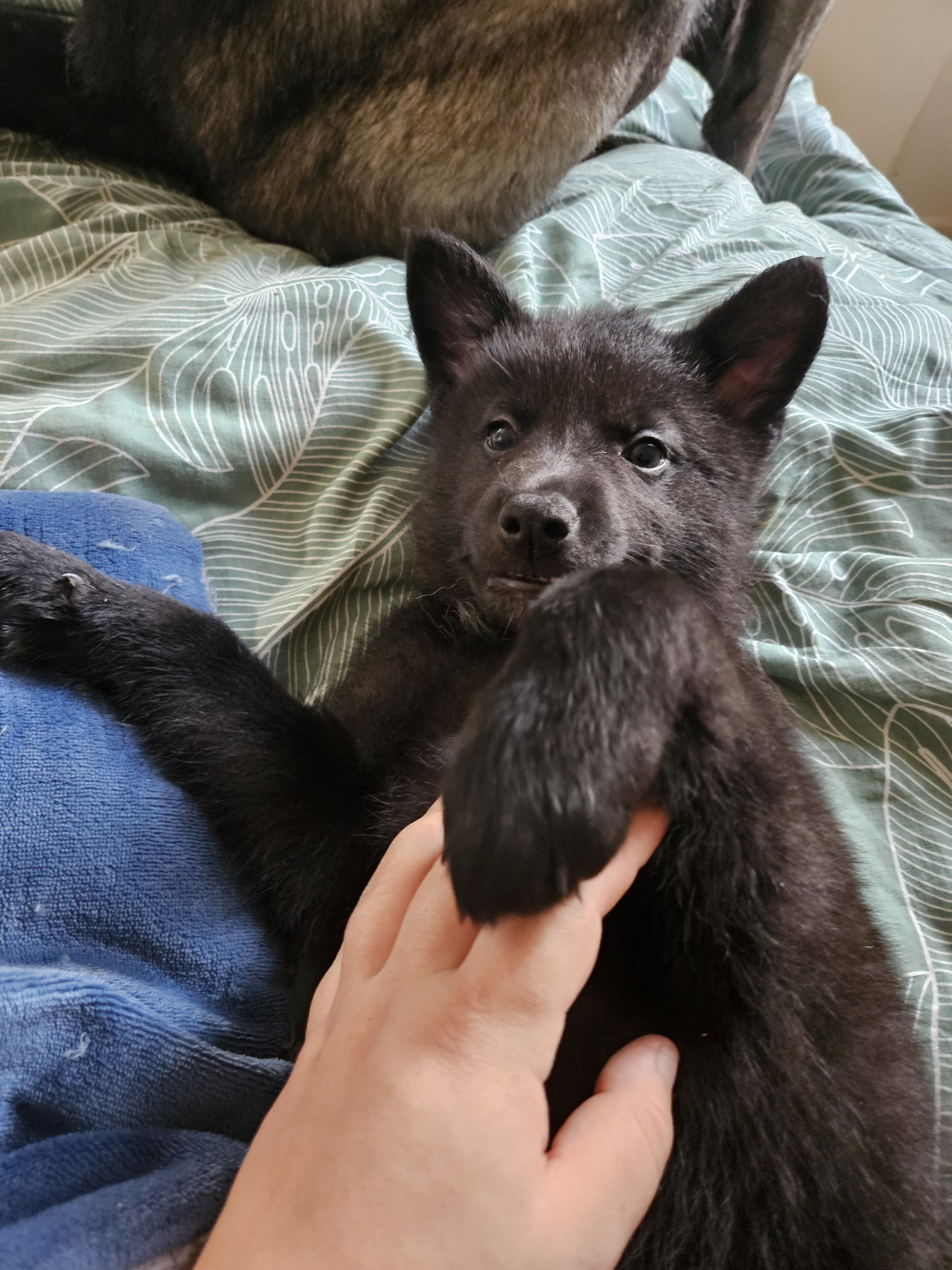 chiot chien loup x border collie - Miniature 11