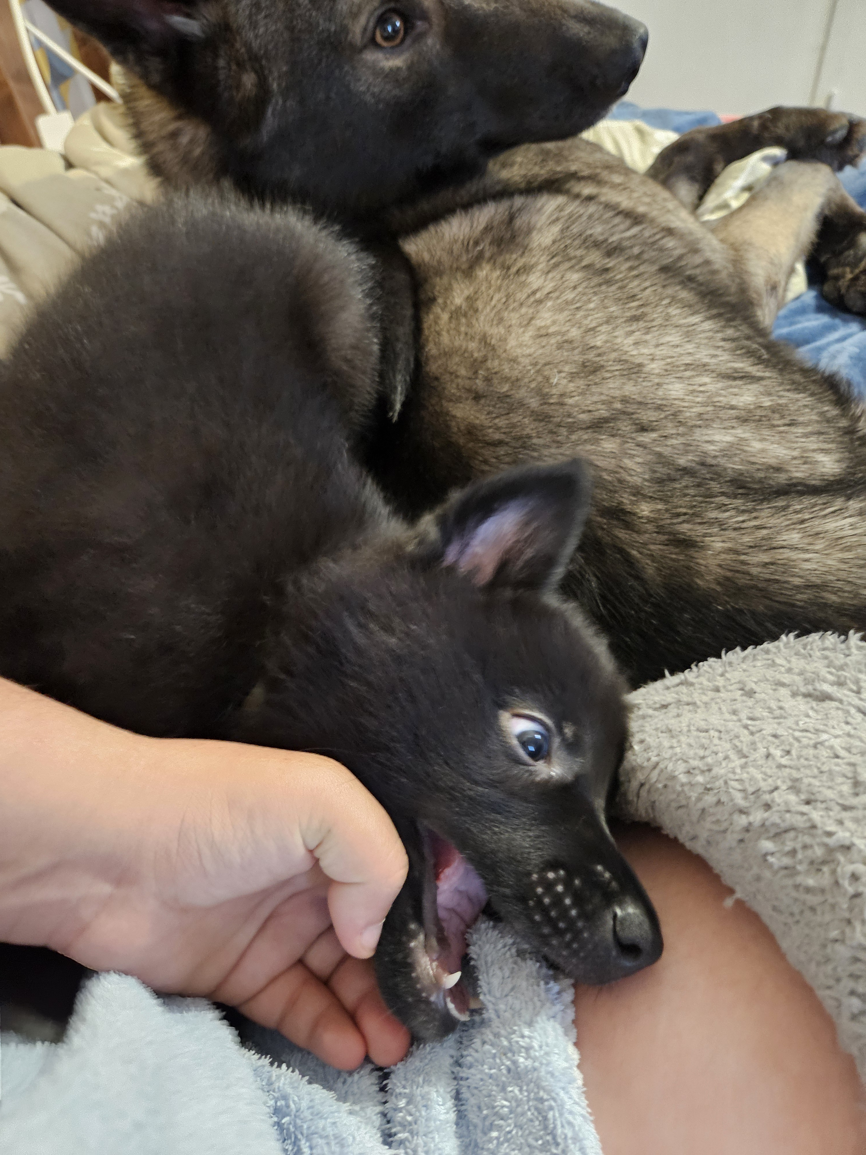 chiot chien loup x border collie