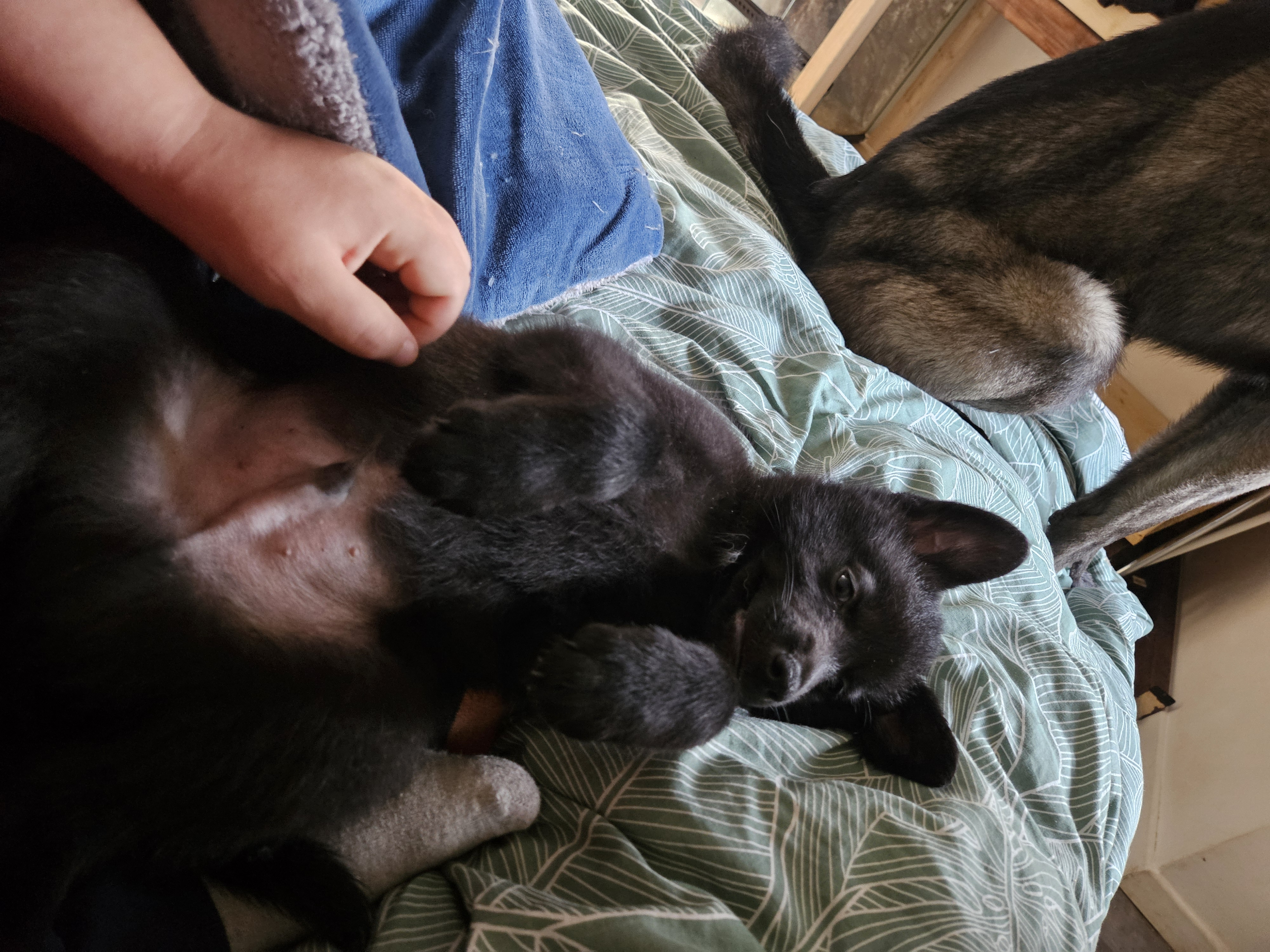 chiot chien loup x border collie - Miniature 16