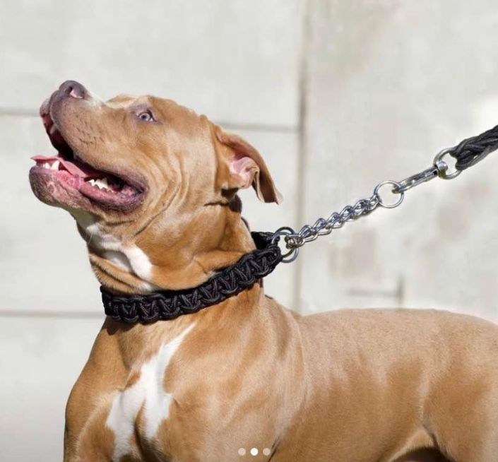 Laisse pour chien Laisse robuste pour chiens costauds