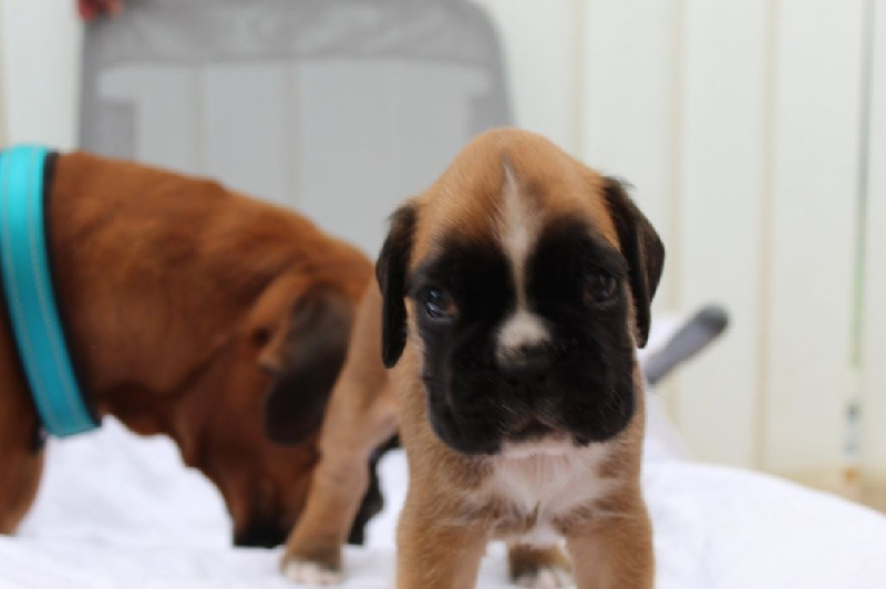 Chiots boxer