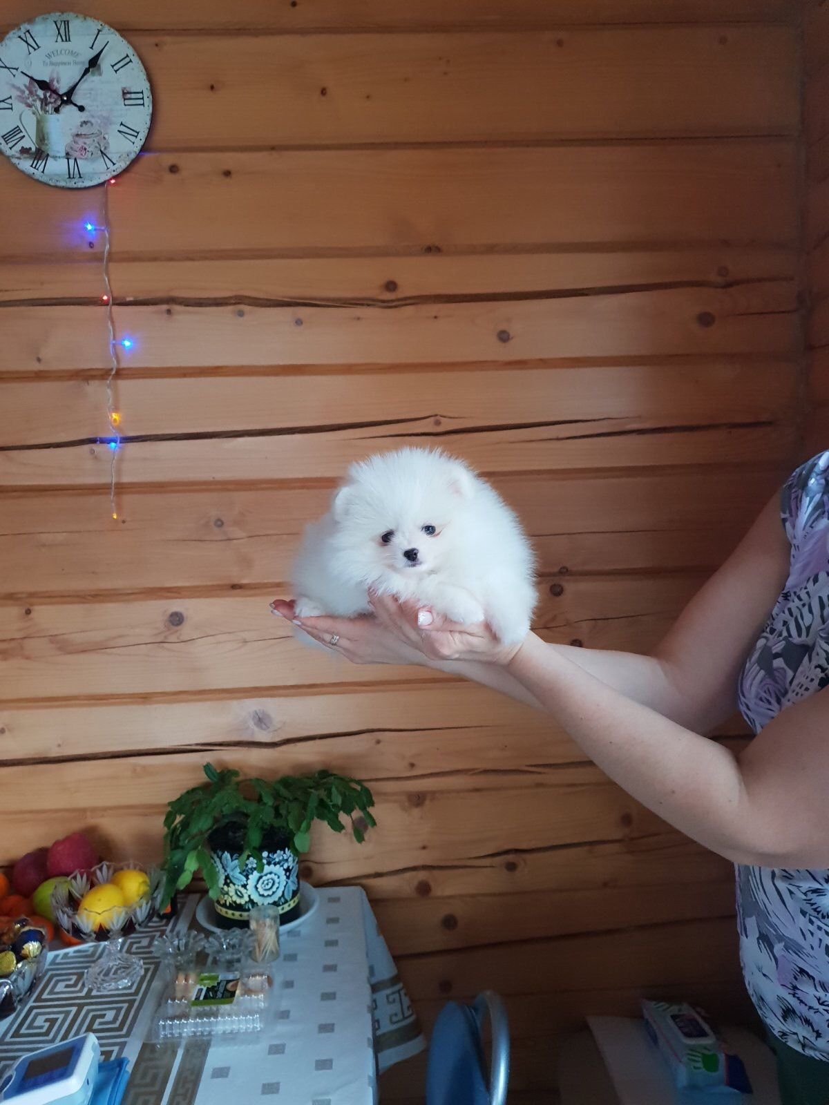 chiots spitz nain LOF