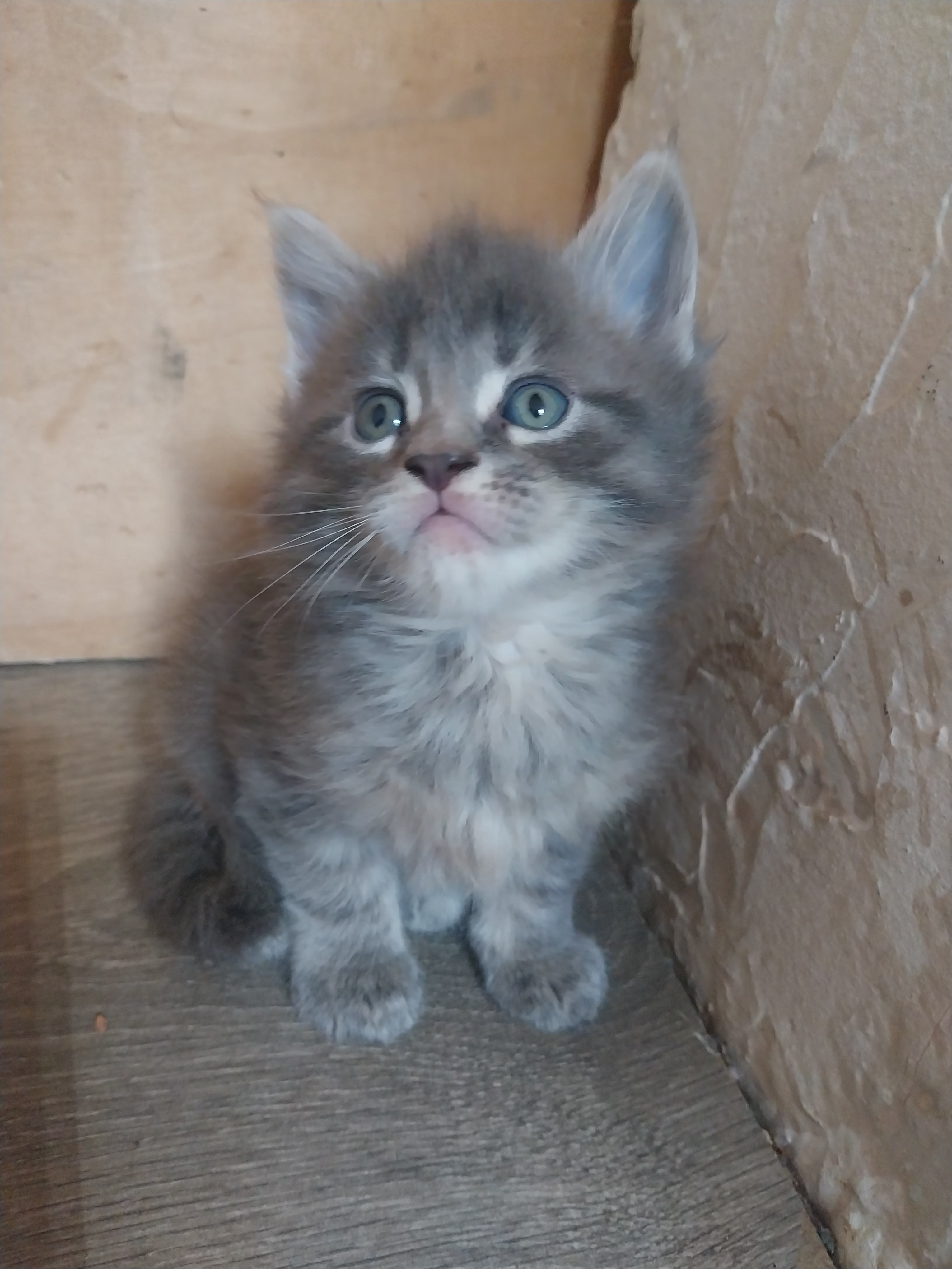 Chatons Maine Coon à adopter