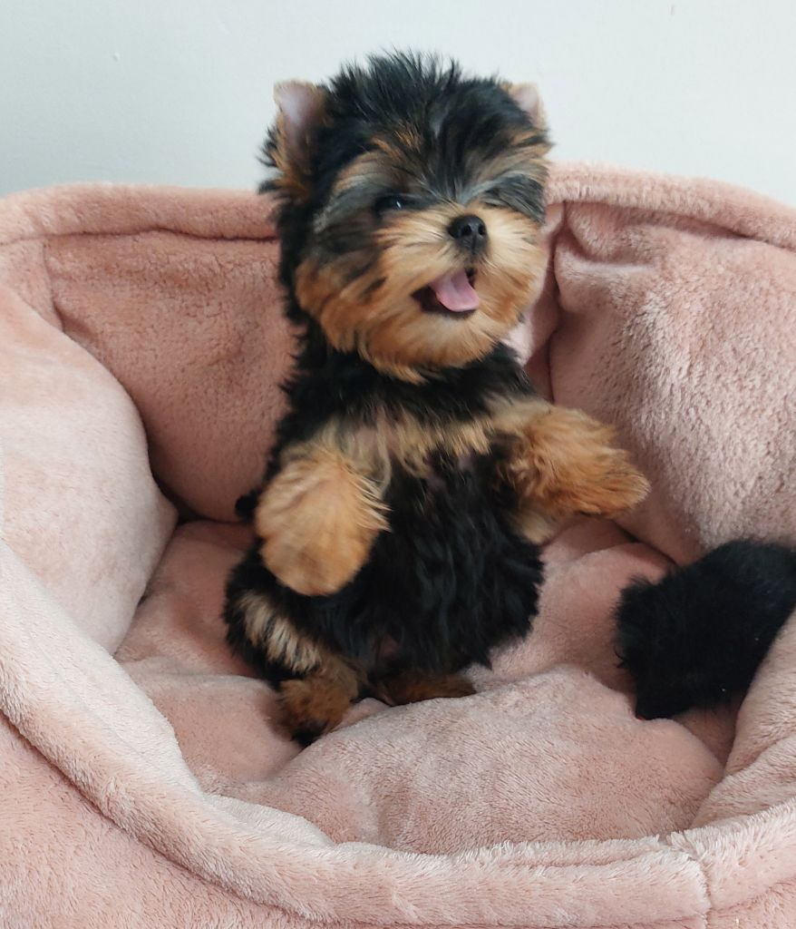 Chiots yorkshire terrier disponible