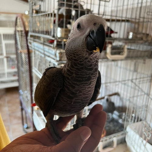 perroquet Gris du gabon élevé a la main