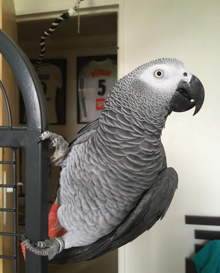 Perroquet gris du gabon