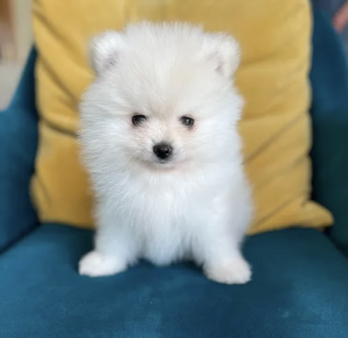 Chiot spitz loulou de Poméranie