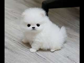 Donne ce chiot Pomeranien ki fera 1,2kg adulte