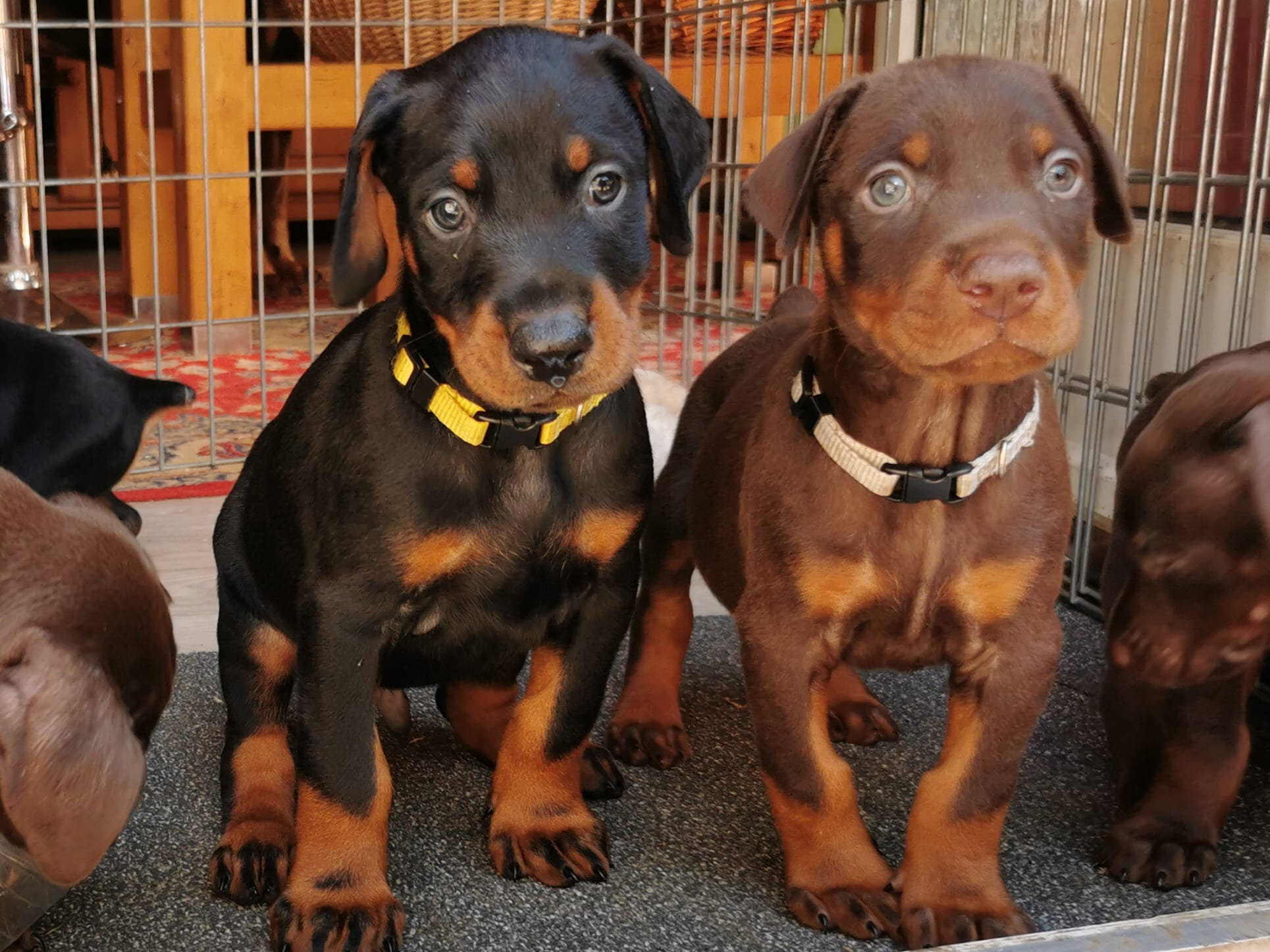 Chiots Dobermann