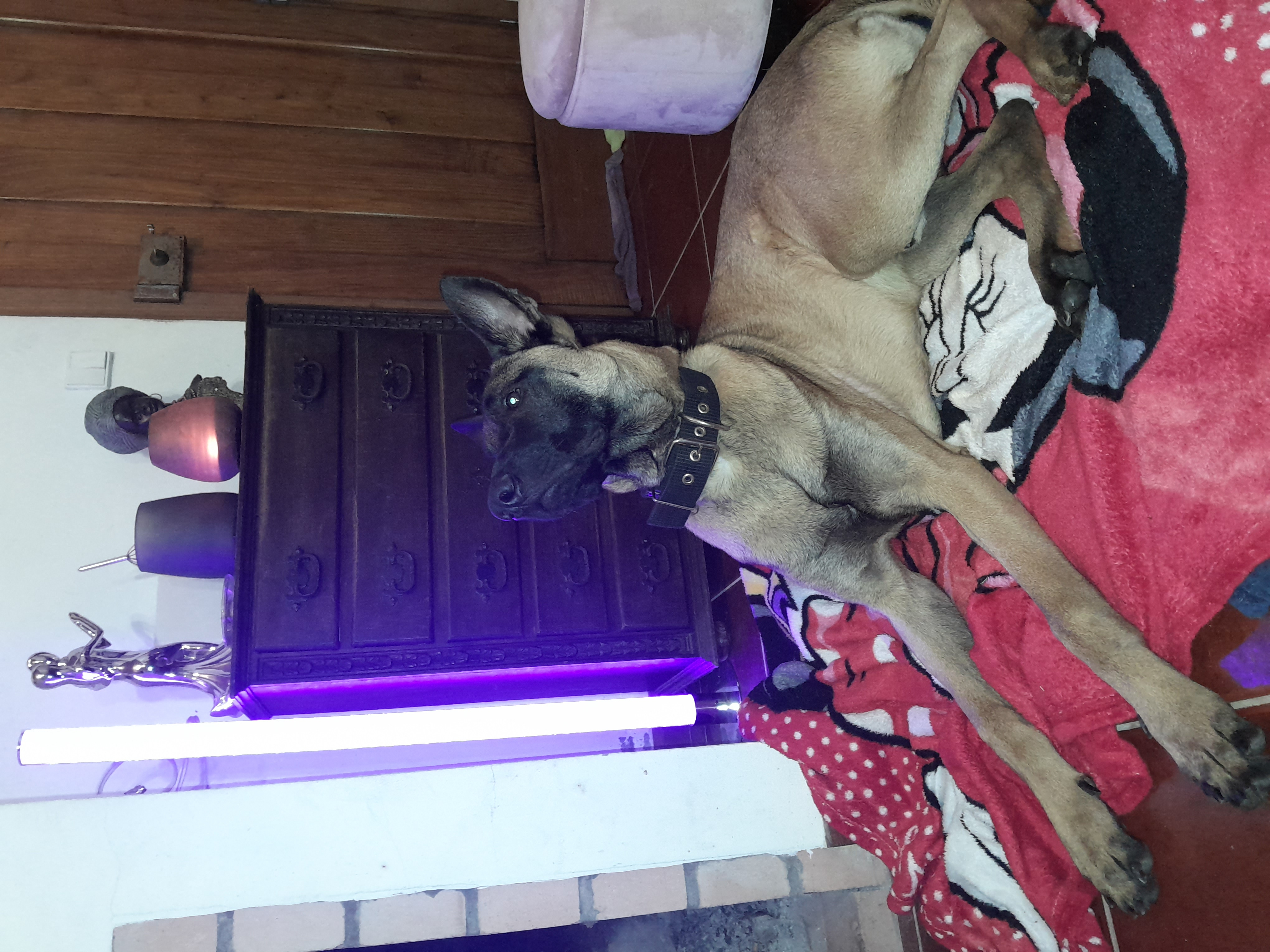 Mallinois chiot 1 ans vaccin complet passeport puce international