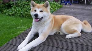 Chien de race Akita disponible