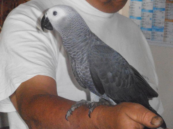Adorable perroquet femelle type gris du Gabon