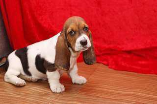 Chiot type basset hound à donner contre bons soin