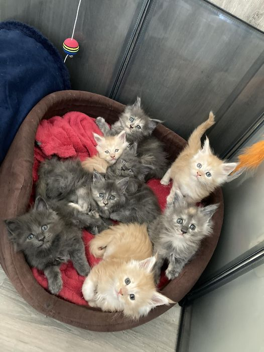 chatons Maine coon inscrit au Loof.