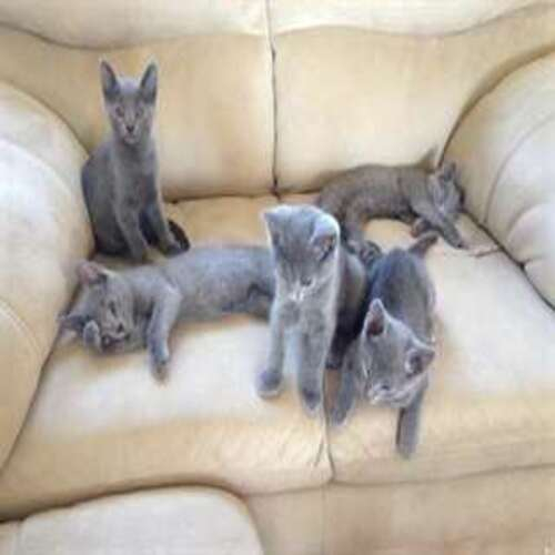Chatons bleu russe cherchent nouveau foyer