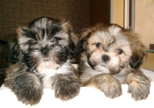 Splendides lhassa apso lof